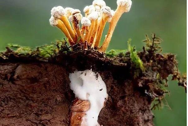 解讀《關(guān)于蟬花子實體（人工培植）等15種“三新食品”的公告》